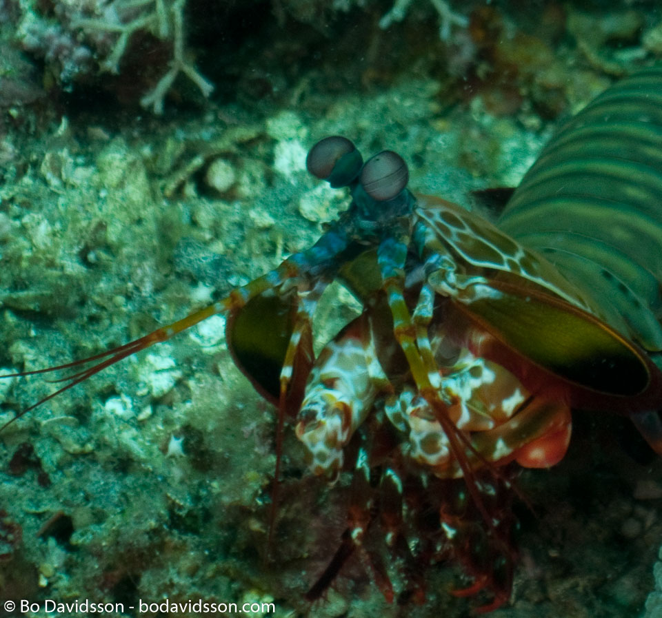 BD-090926-Lembeh-9264011-Odontodactylus-scyllarus-(Linnaeus.-1758)-[Reef-odontodactylid-mantis-shrimp].jpg